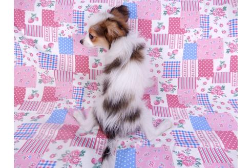 成約済の千葉県のパピヨン-99138の2枚目