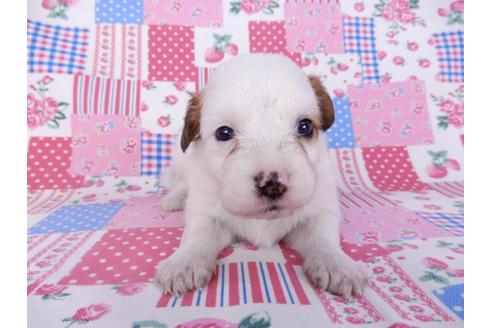 成約済の千葉県のパピヨン-99140の1枚目