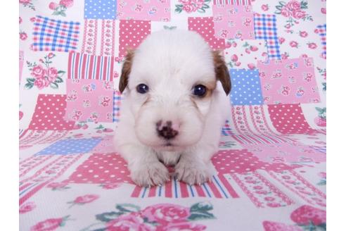 成約済の千葉県のパピヨン-99140の4枚目