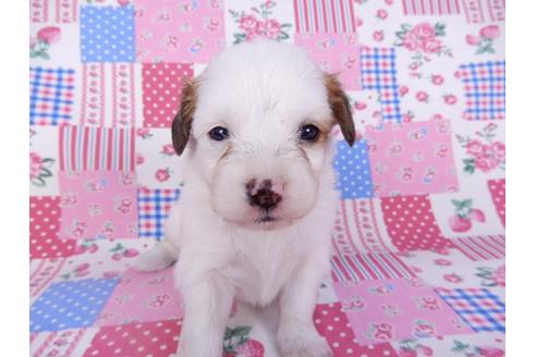 成約済の千葉県のパピヨン-99140の3枚目