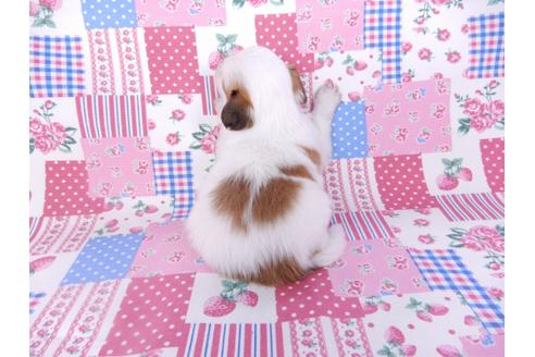 成約済の千葉県のパピヨン-99140の2枚目