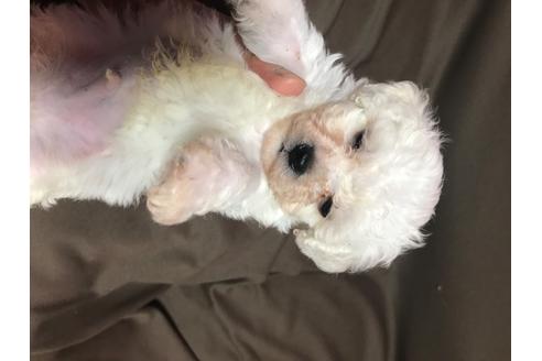 成約済の北海道のビションフリーゼ-98928の2枚目