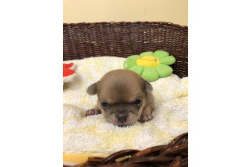 成約済の愛知県のチワワ(スムースコート)-99149の1枚目