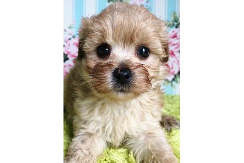 成約済の秋田県のマルプー:マルチーズ×トイプードル-96791の1枚目