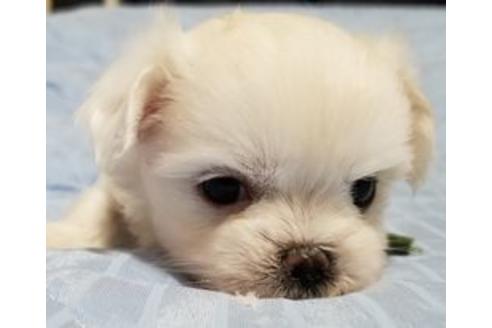 成約済の東京都のミックス犬-98015の1枚目