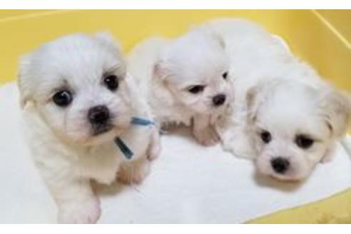 成約済の東京都のミックス犬-98012の3枚目