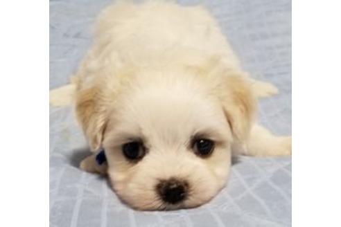 成約済の東京都のミックス犬-98012の1枚目