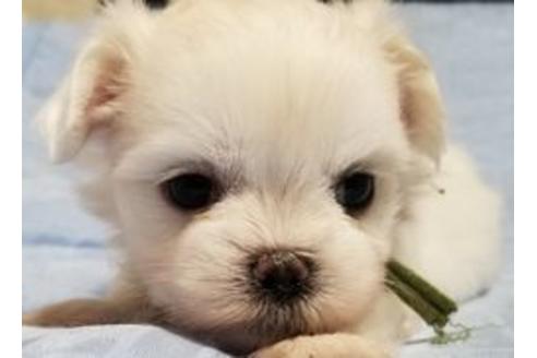 成約済の東京都のミックス犬-98015の2枚目