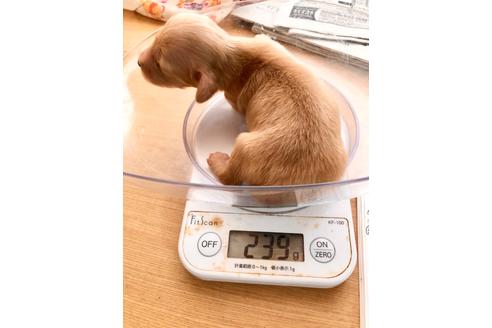成約済の千葉県のカニンヘンダックスフンド(ロングヘアード)-99158の11枚目