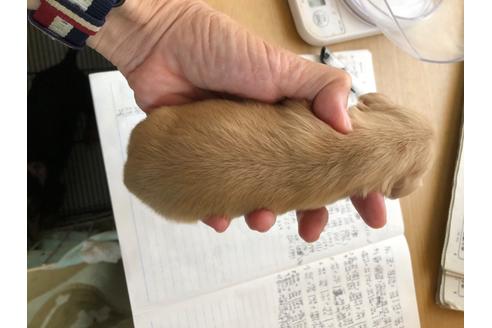 成約済の千葉県のカニンヘンダックスフンド(ロングヘアード)-99158の10枚目