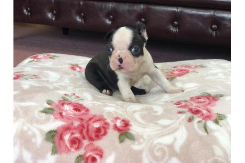 成約済の香川県のボストンテリア-98752の1枚目