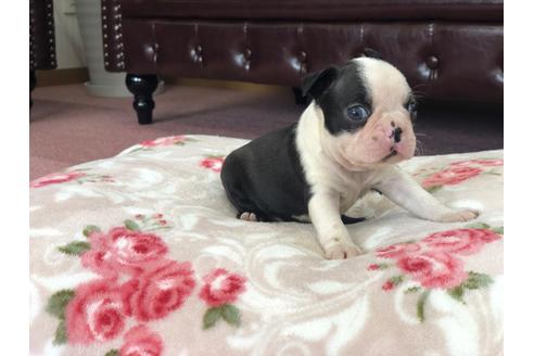 成約済の香川県のボストンテリア-98752の7枚目