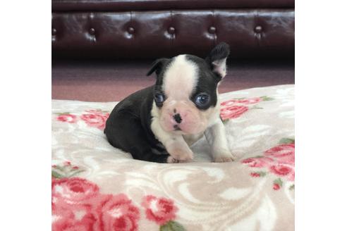 成約済の香川県のボストンテリア-98752の6枚目