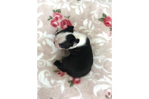 成約済の香川県のボストンテリア-98752の5枚目