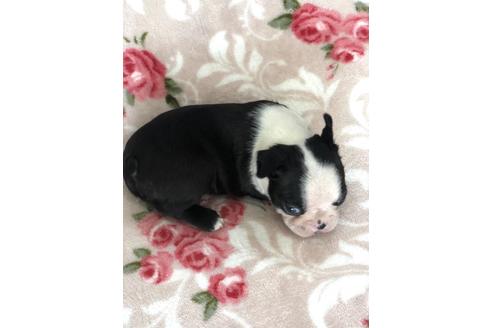 成約済の香川県のボストンテリア-98752の4枚目