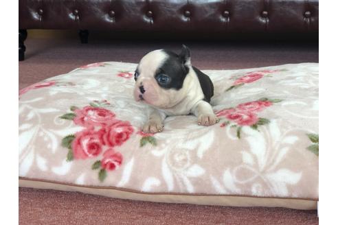 成約済の香川県のボストンテリア-98752の3枚目