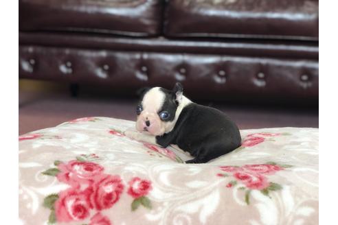 成約済の香川県のボストンテリア-98752の2枚目