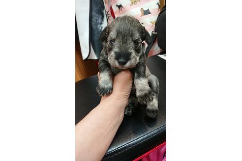 成約済の栃木県のミニチュアシュナウザー-98712の1枚目