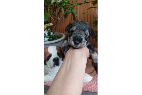 成約済の栃木県のミニチュアシュナウザー-98712の3枚目