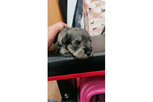 成約済の栃木県のミニチュアシュナウザー-98712の2枚目
