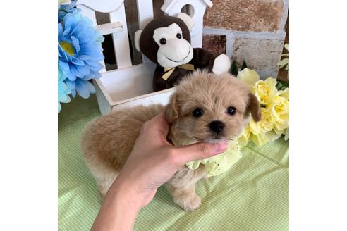 成約済の香川県のチワプー:チワワ×トイプードル-99227の4枚目