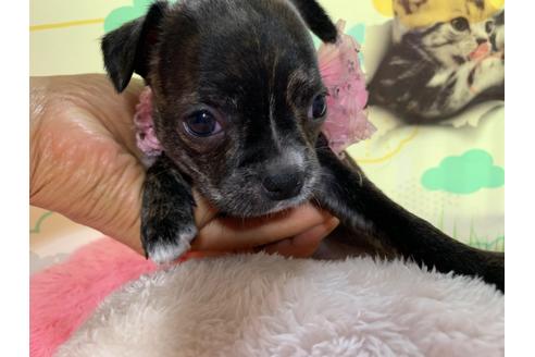 成約済の岐阜県のミックス犬-96640の3枚目