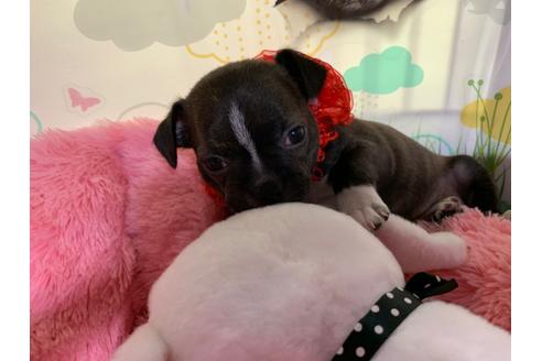 成約済の岐阜県のミックス犬-96638の2枚目