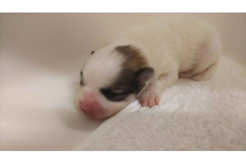 成約済の愛知県のポメラニアン-98703の1枚目