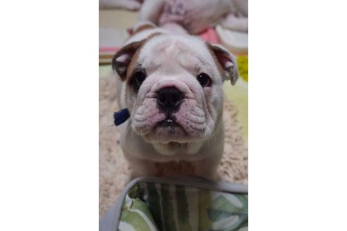 成約済の愛媛県のブルドッグ-99271