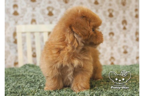 成約済の愛知県のマルプー:マルチーズ×トイプードル-97798の4枚目