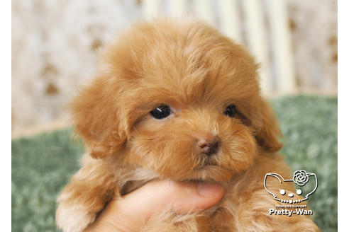 成約済の愛知県のマルプー:マルチーズ×トイプードル-97798の3枚目