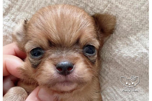 成約済の愛知県のチワワ(ロングコート)-99278の12枚目