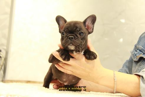 成約済の東京都のフレンチブルドッグ-99298の1枚目