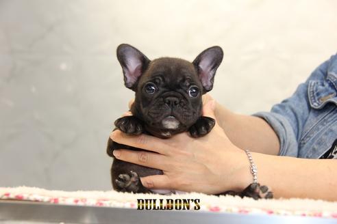 成約済の東京都のフレンチブルドッグ-99298の7枚目