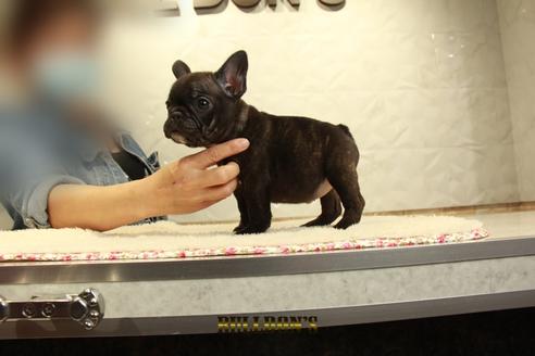 成約済の東京都のフレンチブルドッグ-99298の6枚目