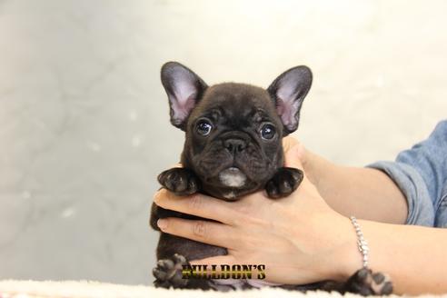 成約済の東京都のフレンチブルドッグ-99298の4枚目