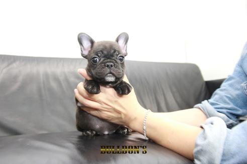 成約済の東京都のフレンチブルドッグ-99298の3枚目