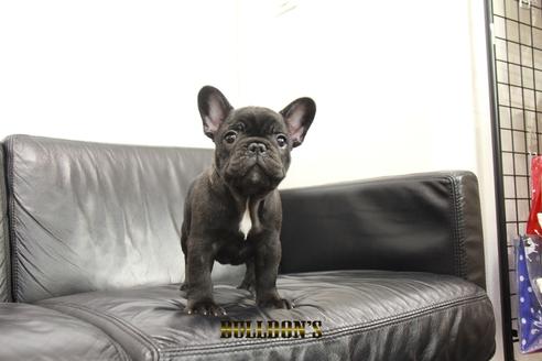 成約済の東京都のフレンチブルドッグ-99299
