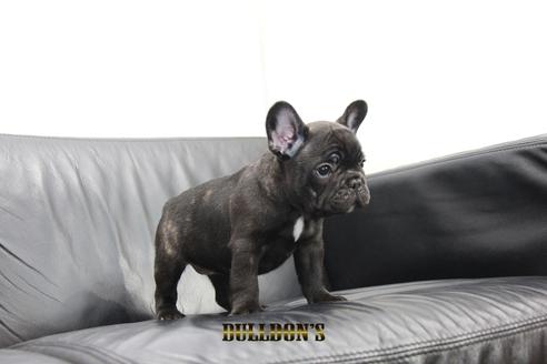 成約済の東京都のフレンチブルドッグ-99299の6枚目