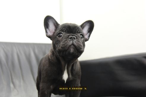成約済の東京都のフレンチブルドッグ-99299の3枚目