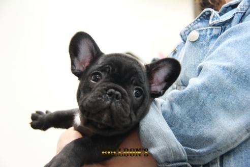 成約済の東京都のフレンチブルドッグ-99299の2枚目