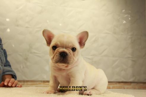 成約済の東京都のフレンチブルドッグ-99301の7枚目