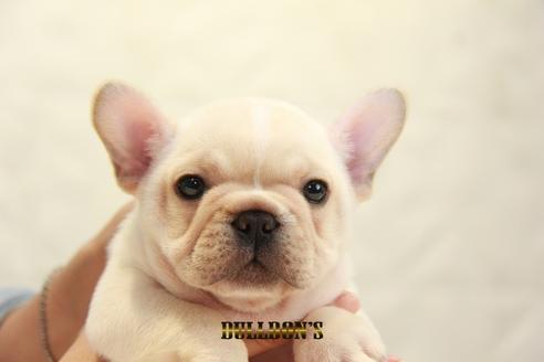 成約済の東京都のフレンチブルドッグ-99301