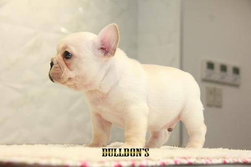 成約済の東京都のフレンチブルドッグ-99301の6枚目