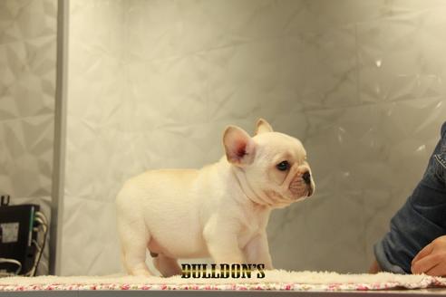 成約済の東京都のフレンチブルドッグ-99301の5枚目