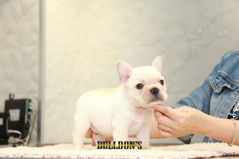 成約済の東京都のフレンチブルドッグ-99301の4枚目