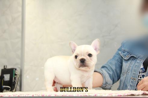 成約済の東京都のフレンチブルドッグ-99301の3枚目