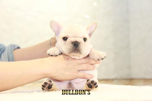 成約済の東京都のフレンチブルドッグ-99302