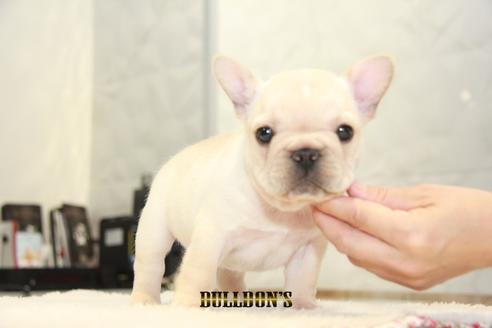 成約済の東京都のフレンチブルドッグ-99302の7枚目