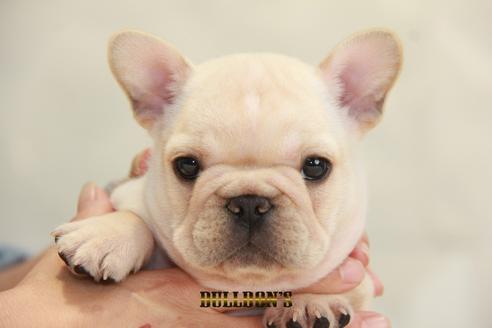 成約済の東京都のフレンチブルドッグ-99302の6枚目